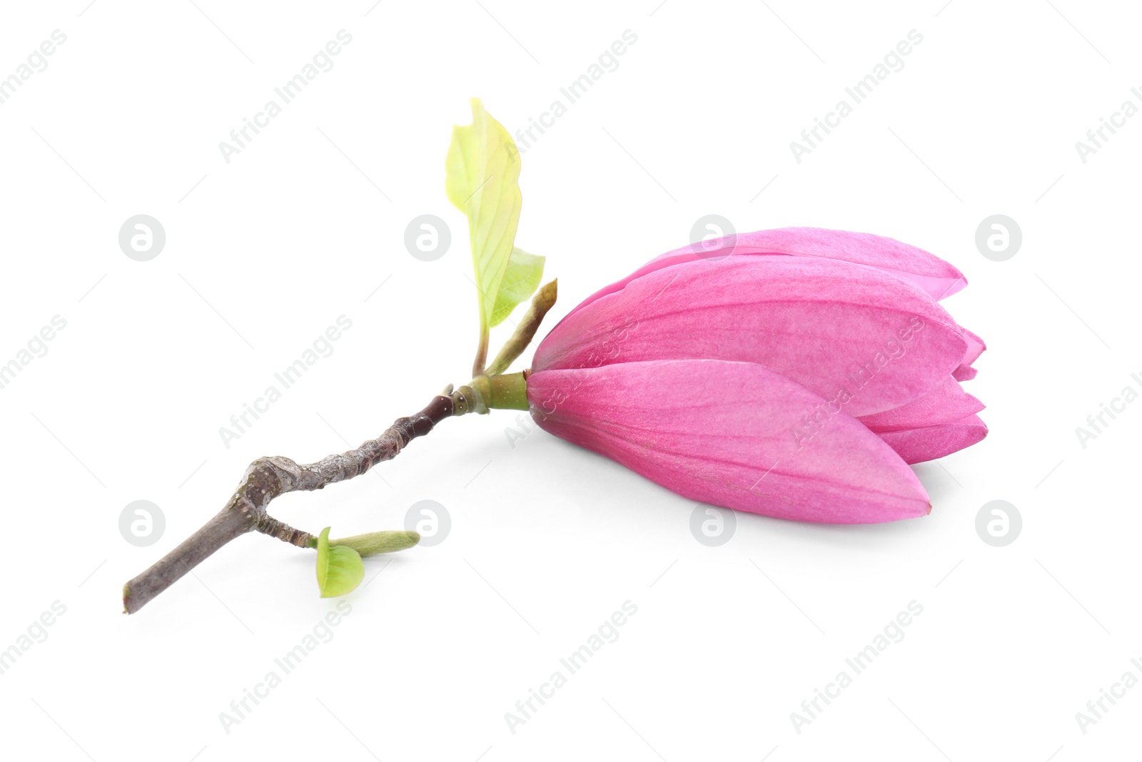 Photo of Beautiful pink magnolia flower isolated on white