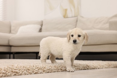 Cute little puppy on beige carpet at home