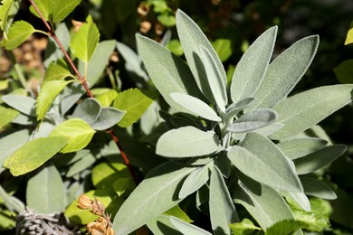 Photo of Beautiful sage plant with green leaves growing outdoors on sunny day, closeup