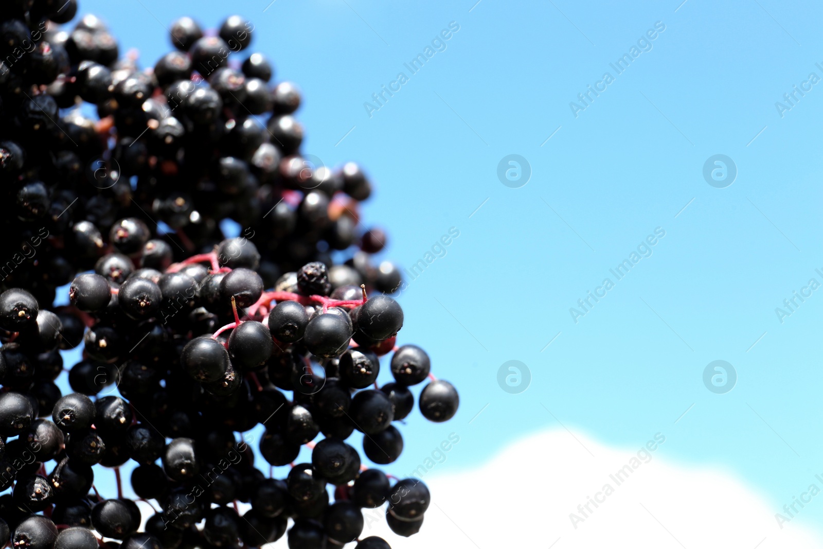 Photo of Tasty elderberries (Sambucus) growing against beautiful sky, closeup. Space for text