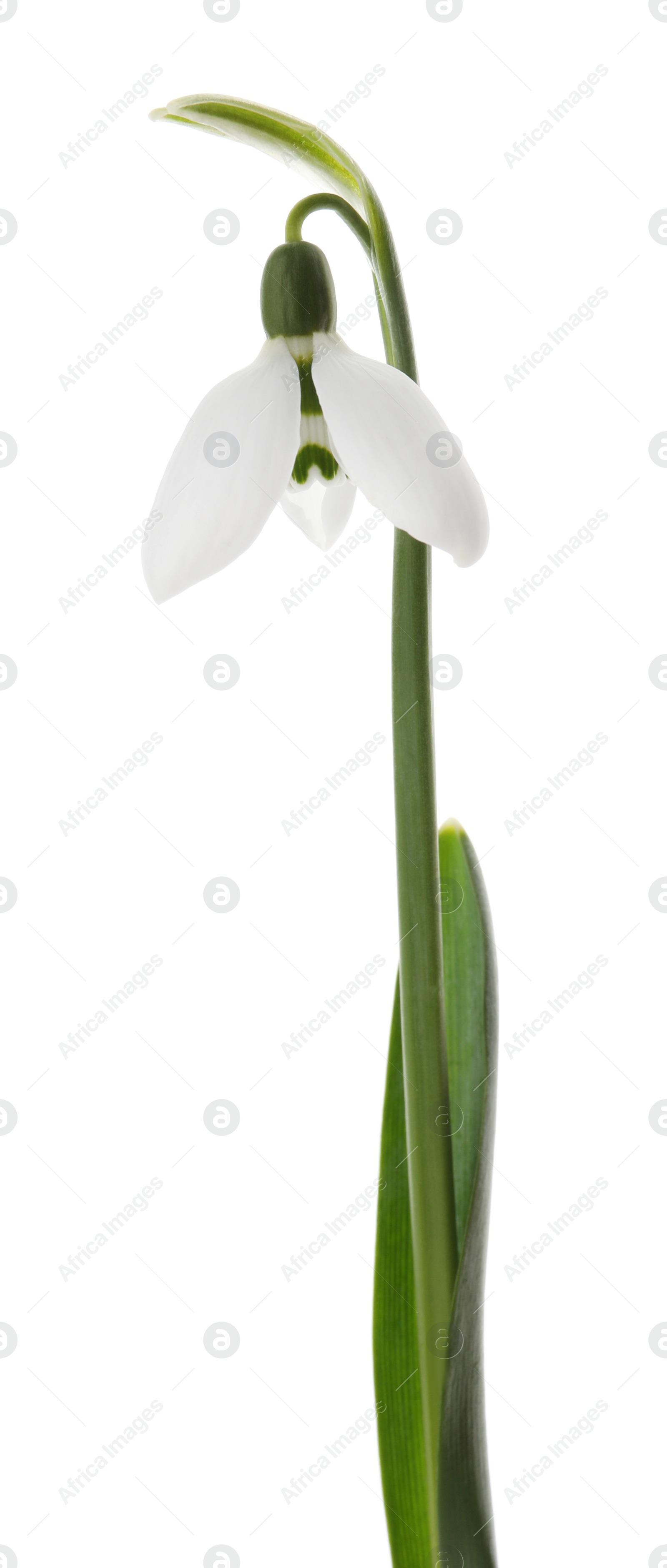 Photo of Beautiful snowdrop isolated on white. Spring flower