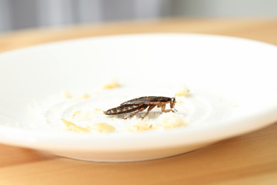 Photo of Brown cockroach and leftovers on white plate, closeup. Pest control