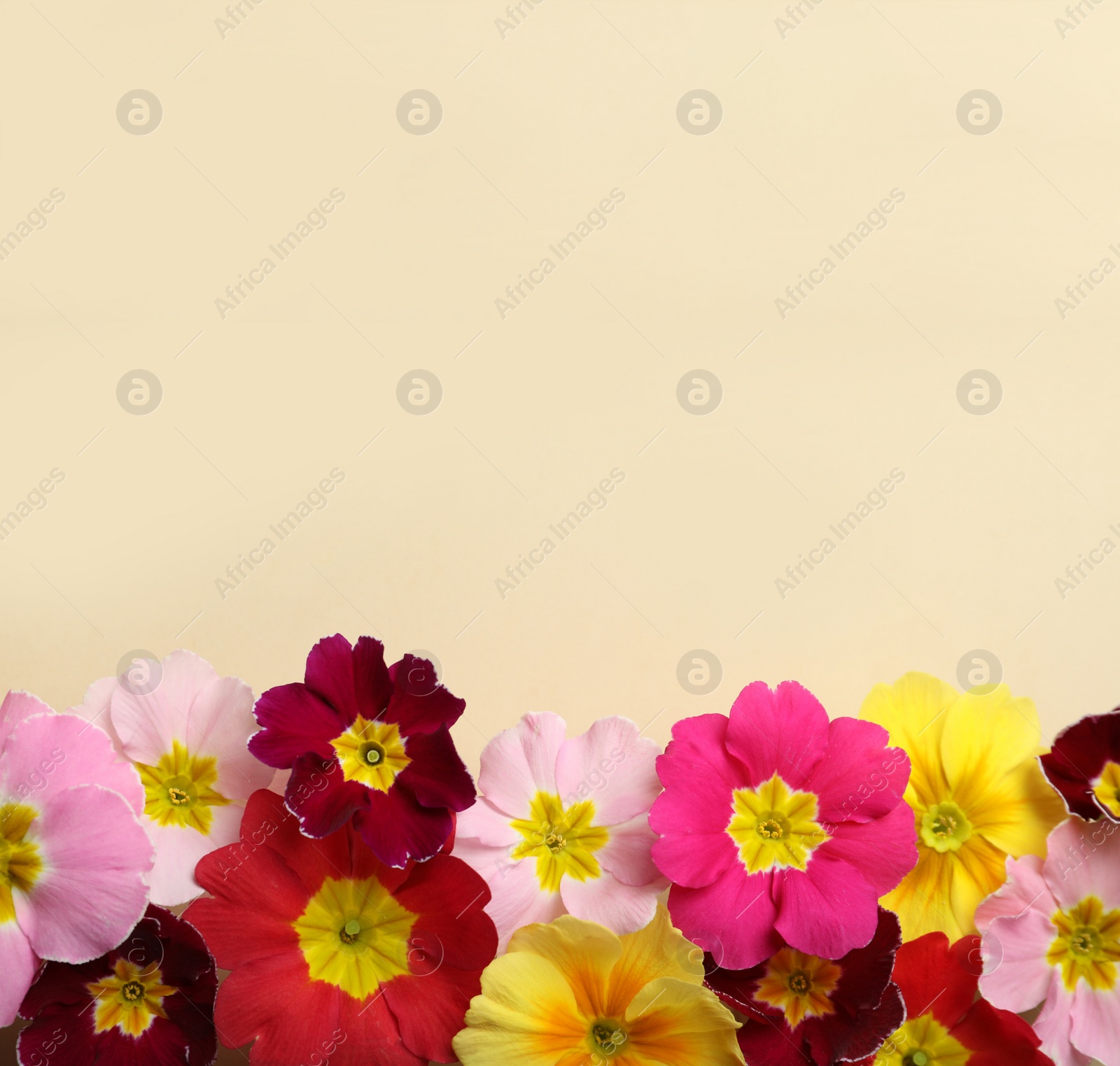 Photo of Primrose Primula Vulgaris flowers on beige background, flat lay with space for text. Spring season