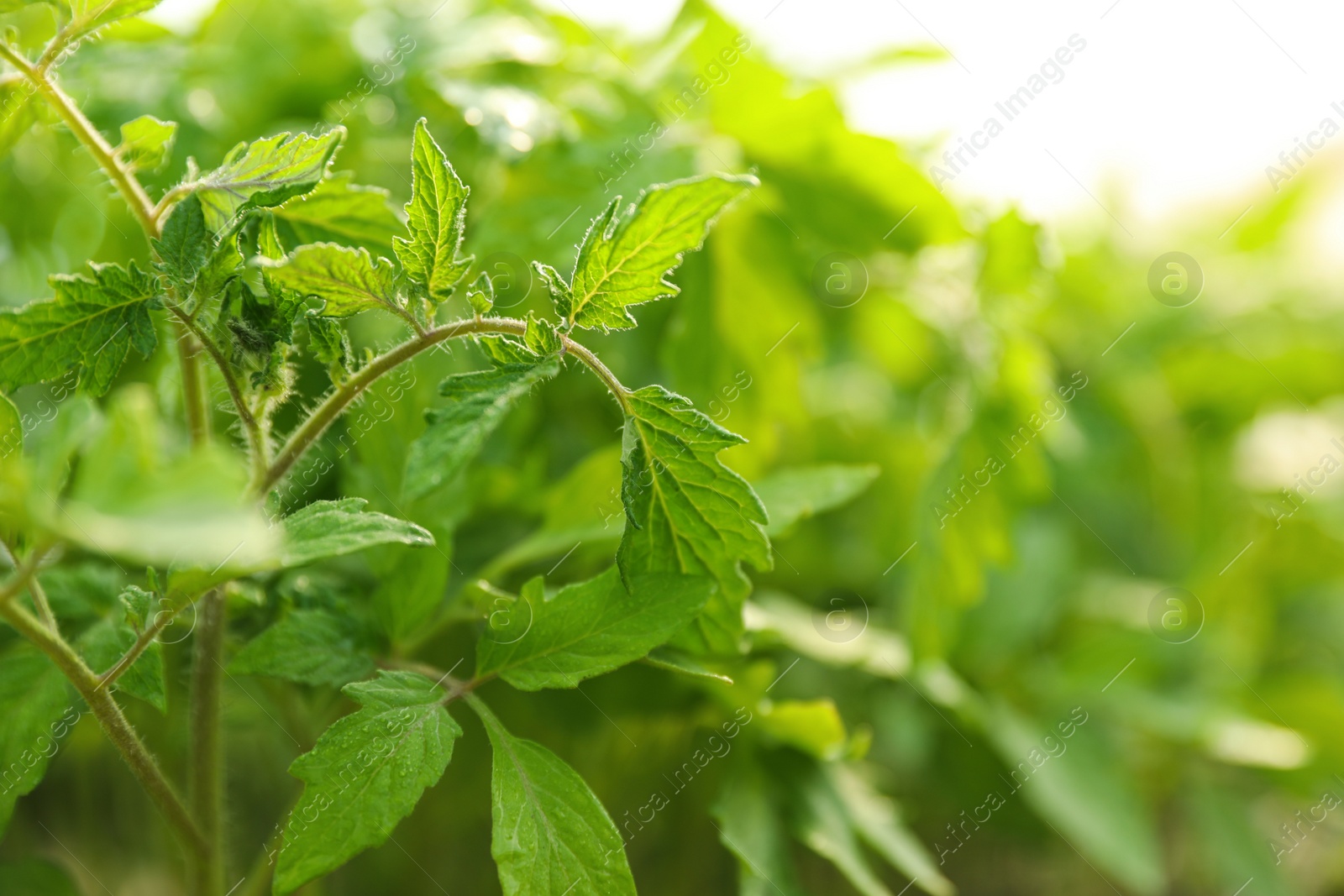 Photo of Green tomato seedlings on blurred background, closeup