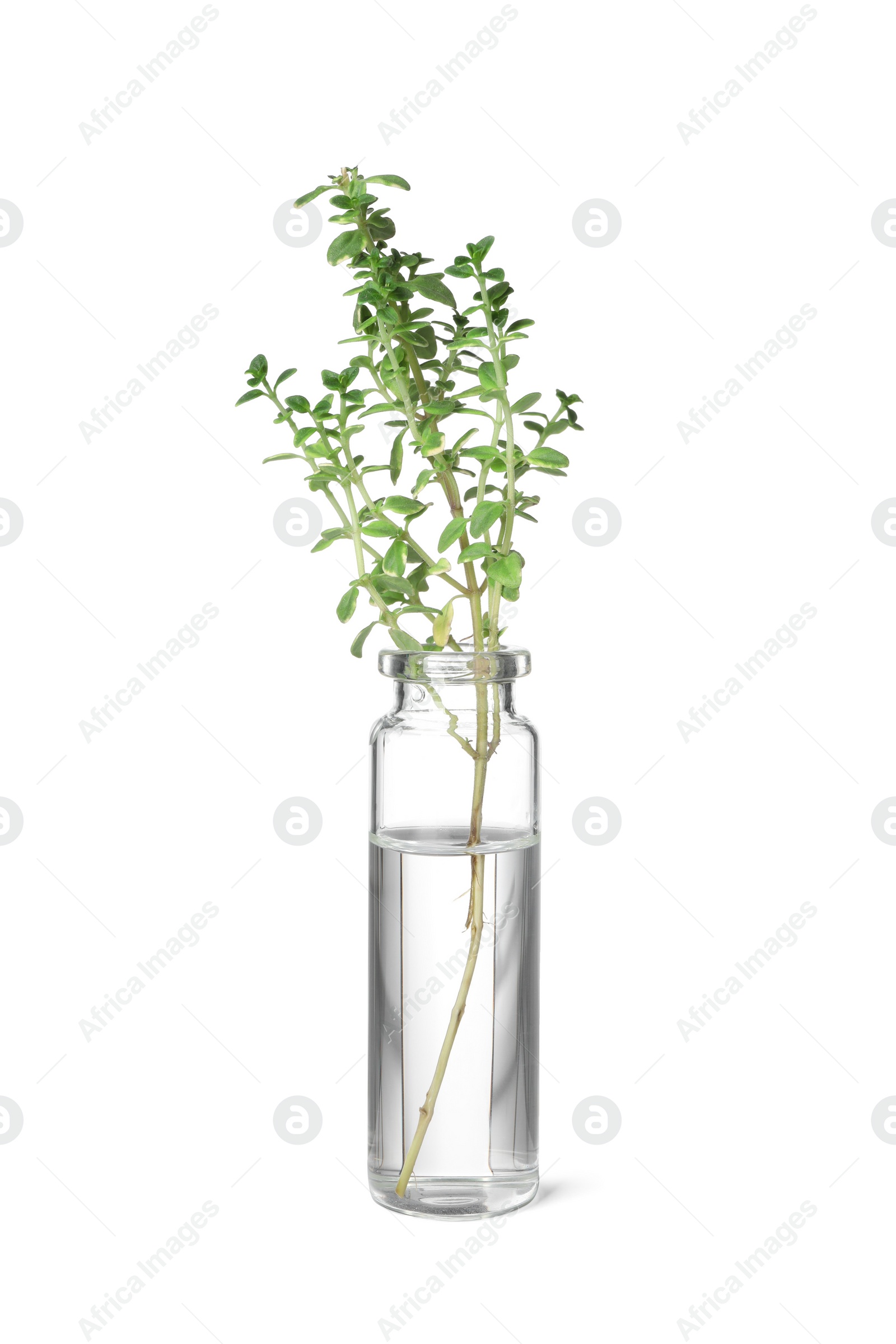 Photo of One bottle with essential oil and thyme isolated on white