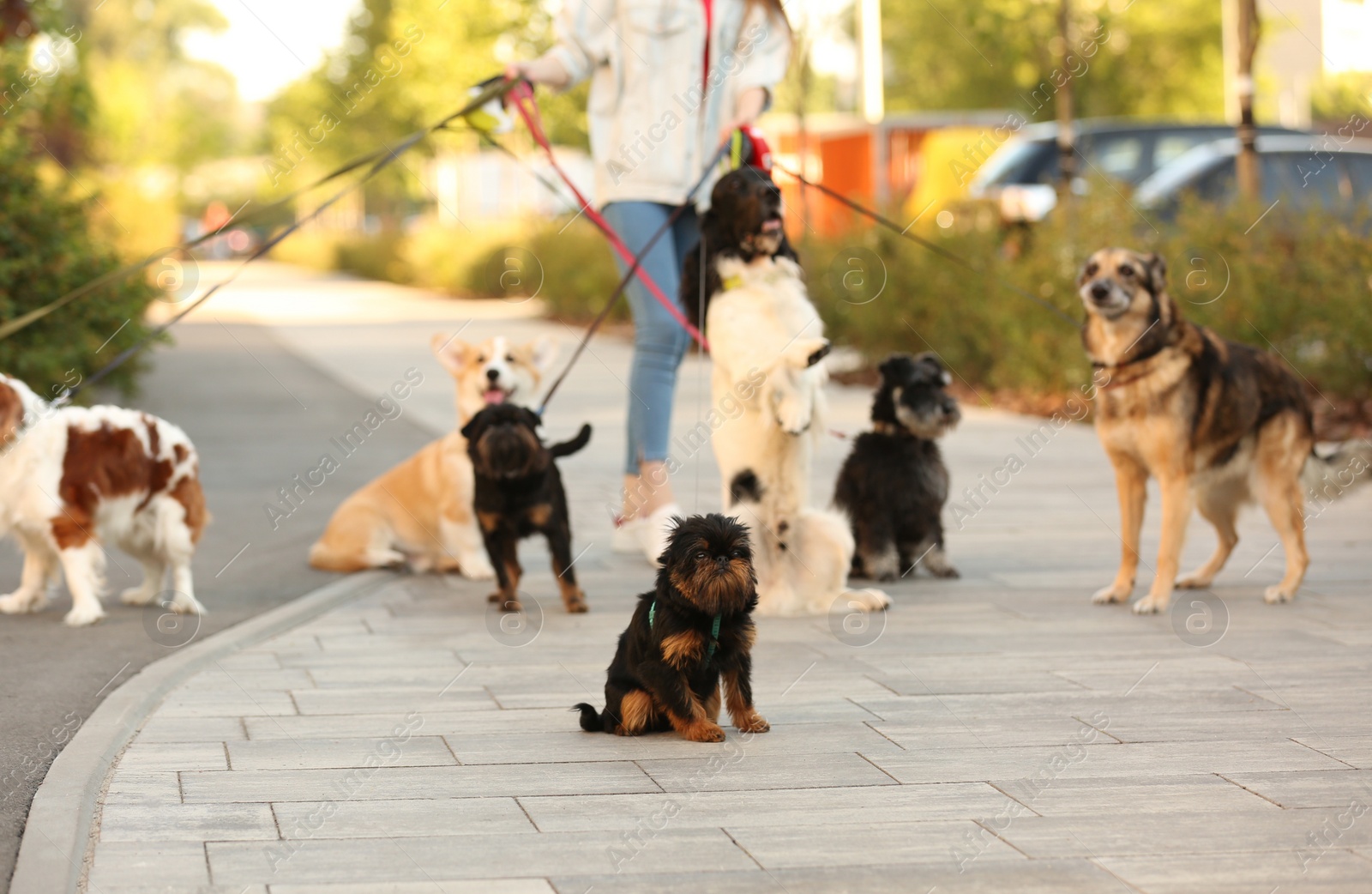 Photo of Young woman walking adorable dogs in park