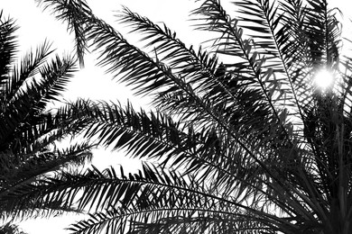 Image of Palms with lush foliage on sunny day, low angle view. Black and white tone