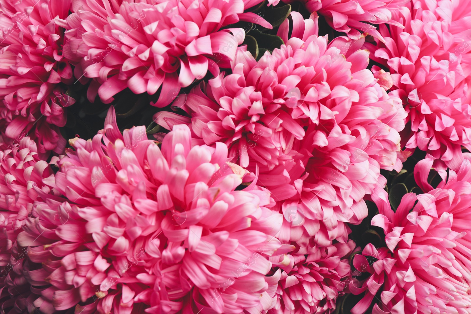 Photo of Beautiful pink asters as background, closeup. Autumn flowers