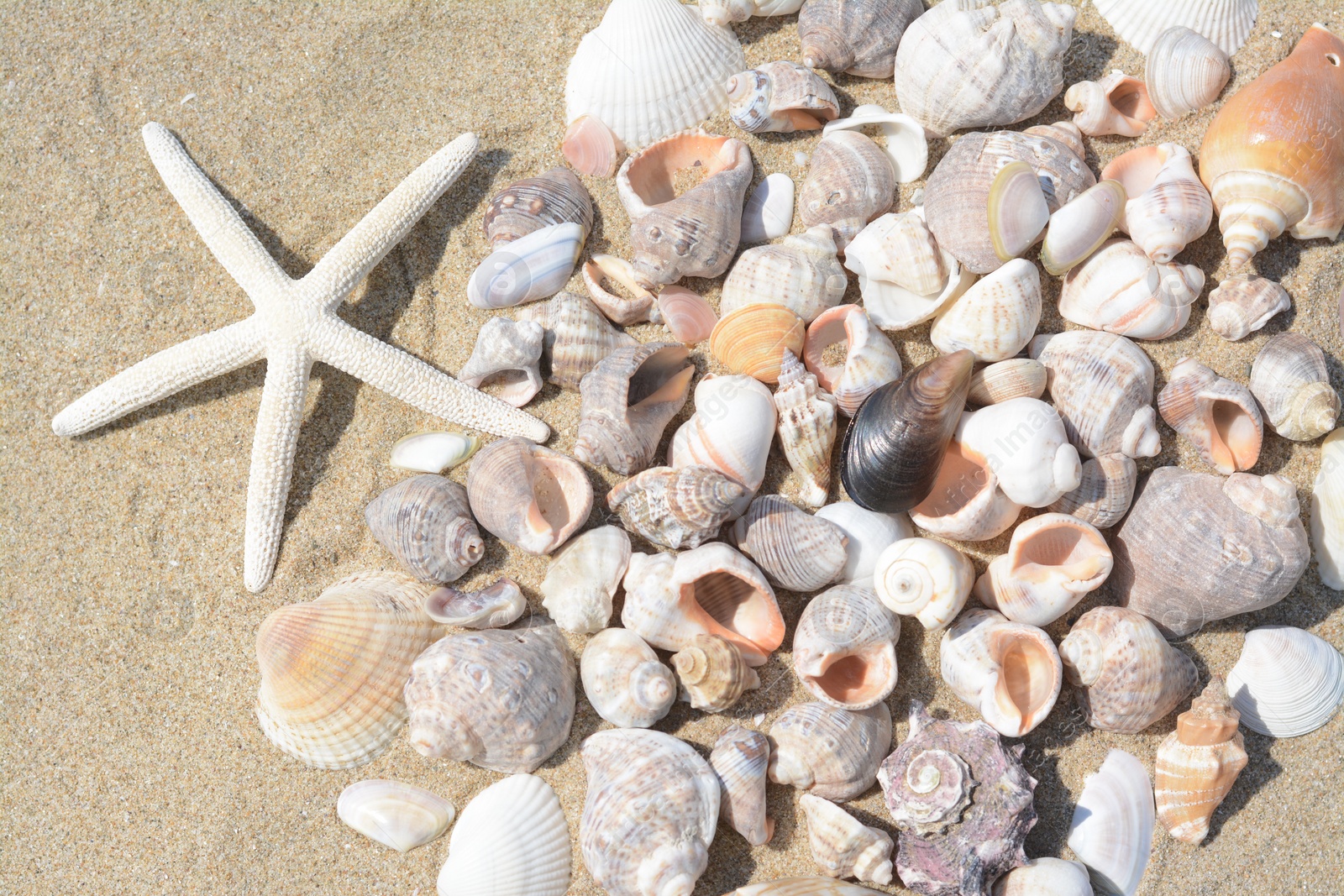 Photo of Beautiful starfish and sea shells on sand, closeup