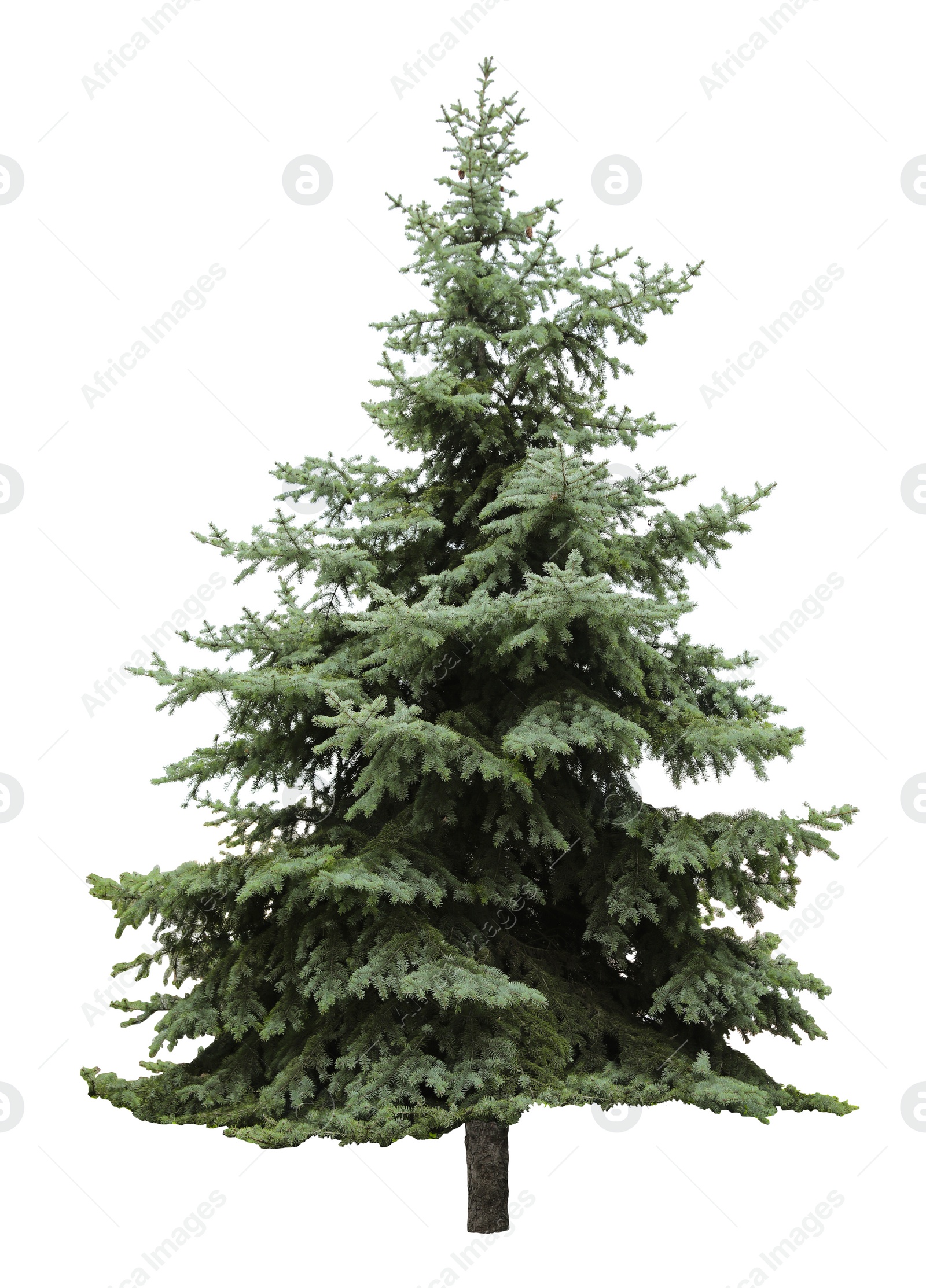 Image of Beautiful evergreen fir tree on white background