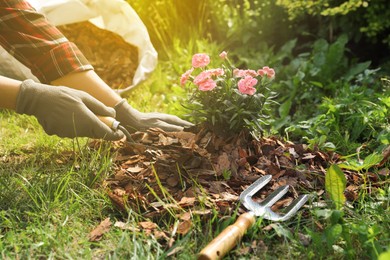 Photo of Woman mulching beautiful flowers with bark chips in garden, closeup