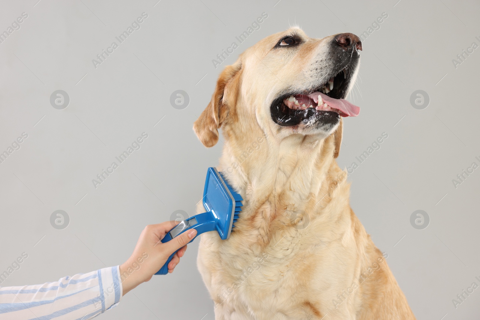 Photo of Woman brushing cute Labrador Retriever dog on grey background, closeup