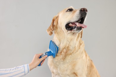 Photo of Woman brushing cute Labrador Retriever dog on grey background, closeup