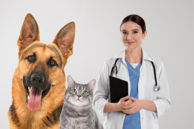 Image of Cute German shepherd dog with cat and veterinarian on light background