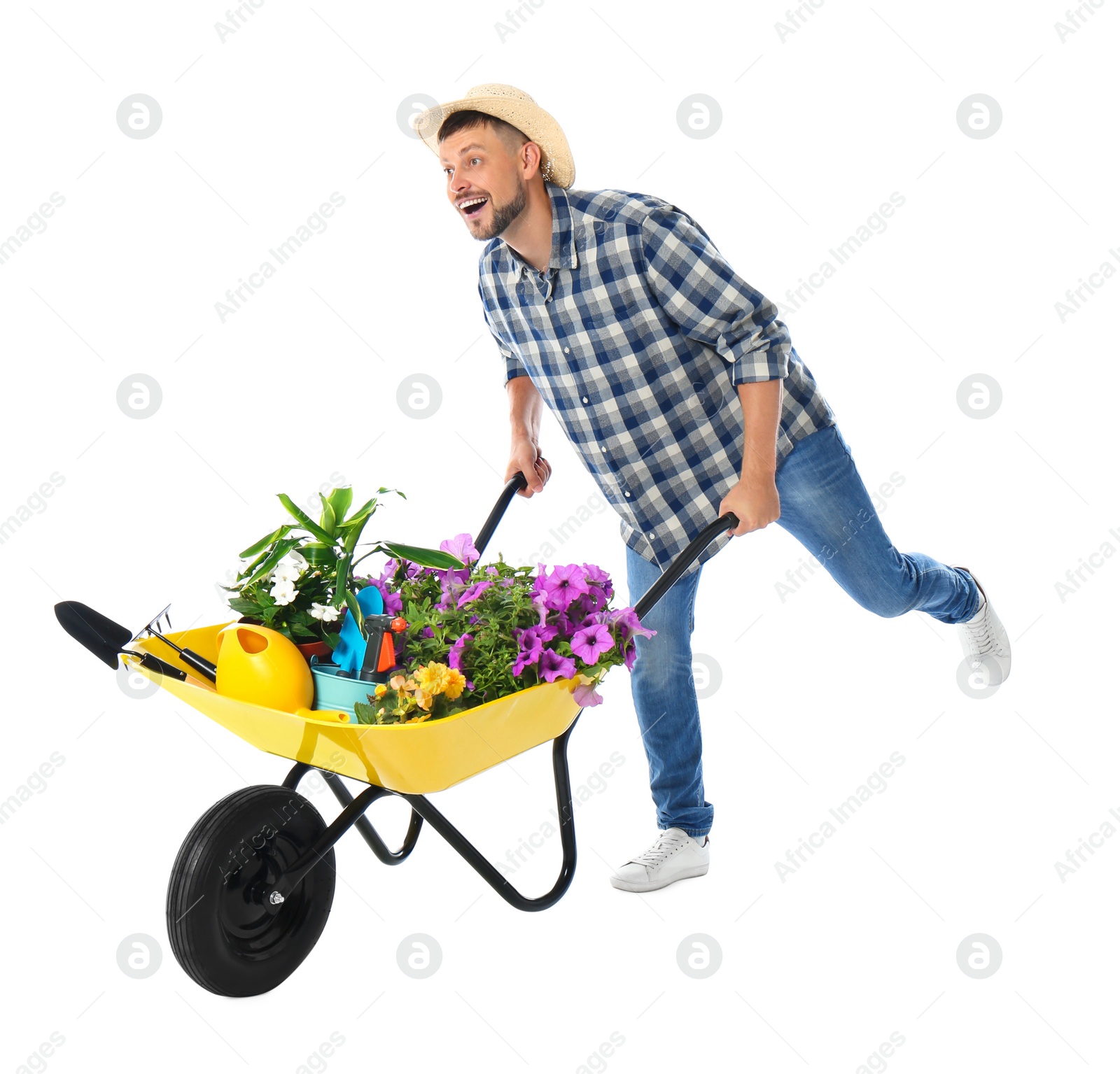 Photo of Male gardener with wheelbarrow and plants on white background