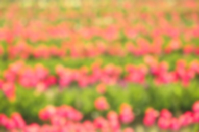 Blurred view of field with blossoming flowers on sunny spring day