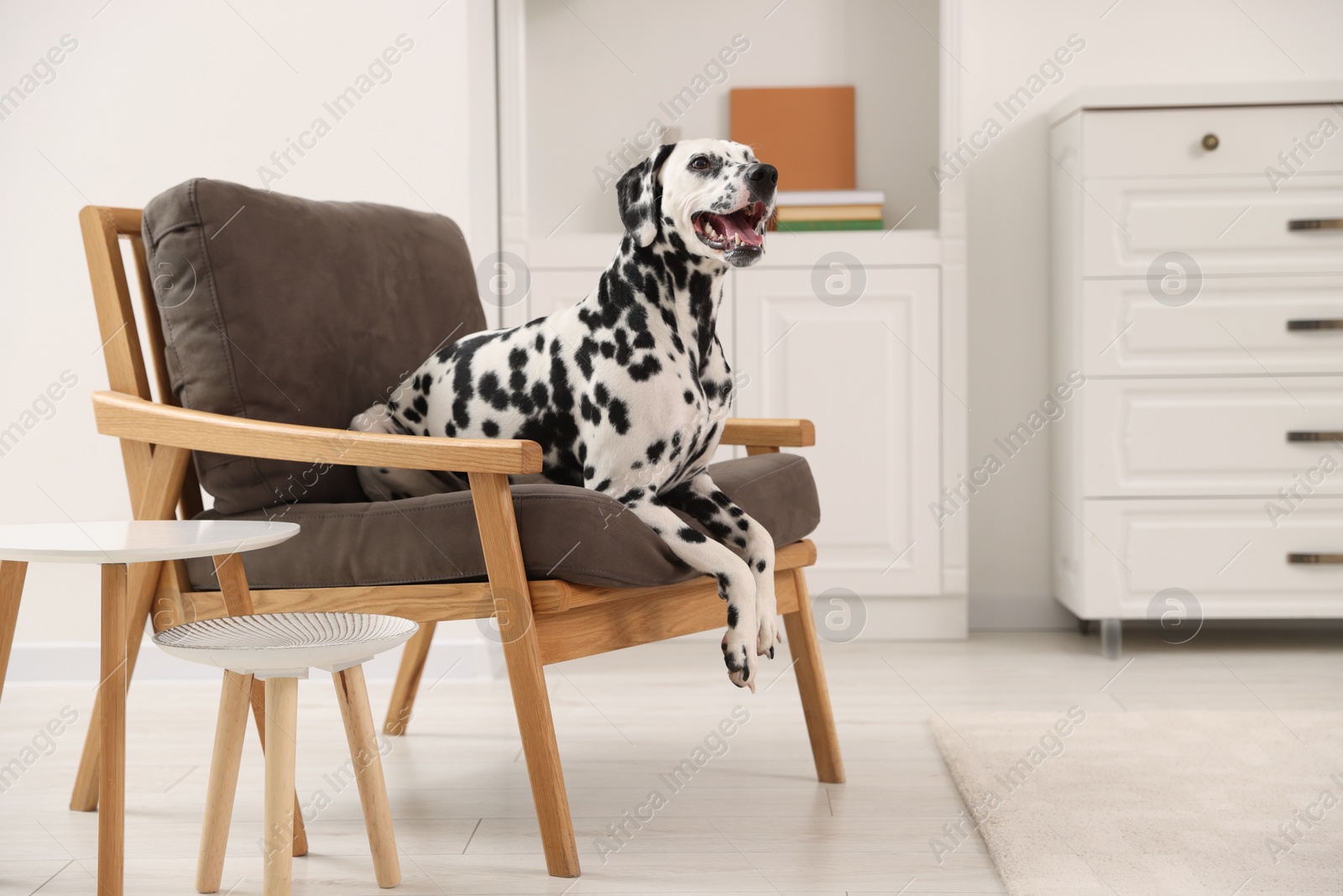 Photo of Adorable Dalmatian dog on armchair at home
