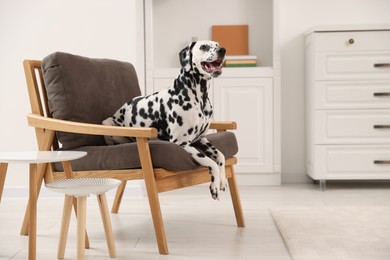 Adorable Dalmatian dog on armchair at home