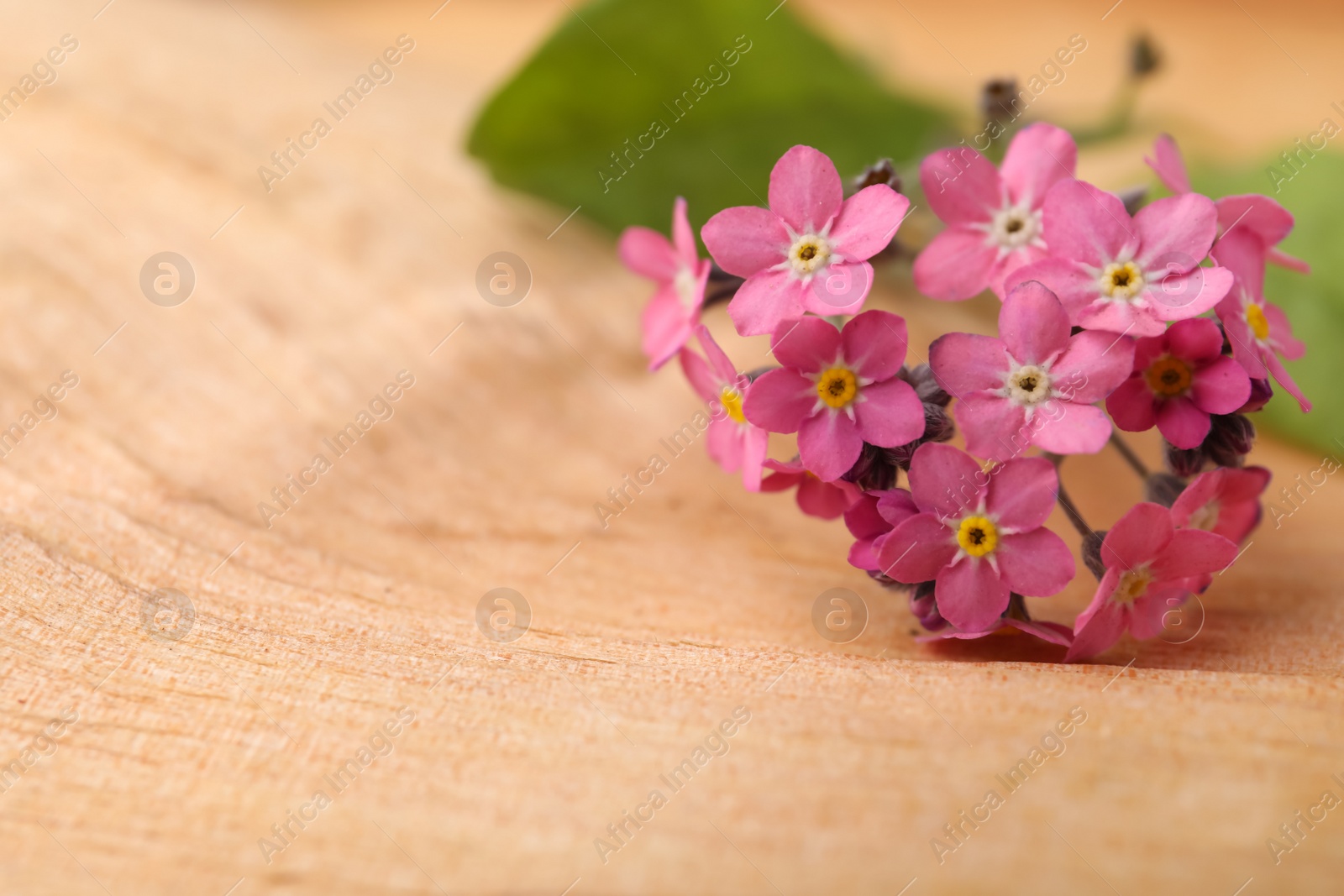 Photo of Beautiful pink forget-me-not flowers on wooden table, closeup. Space for text