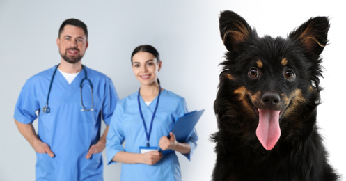 Image of Cute dog and veterinarian with nurse on light backgropund