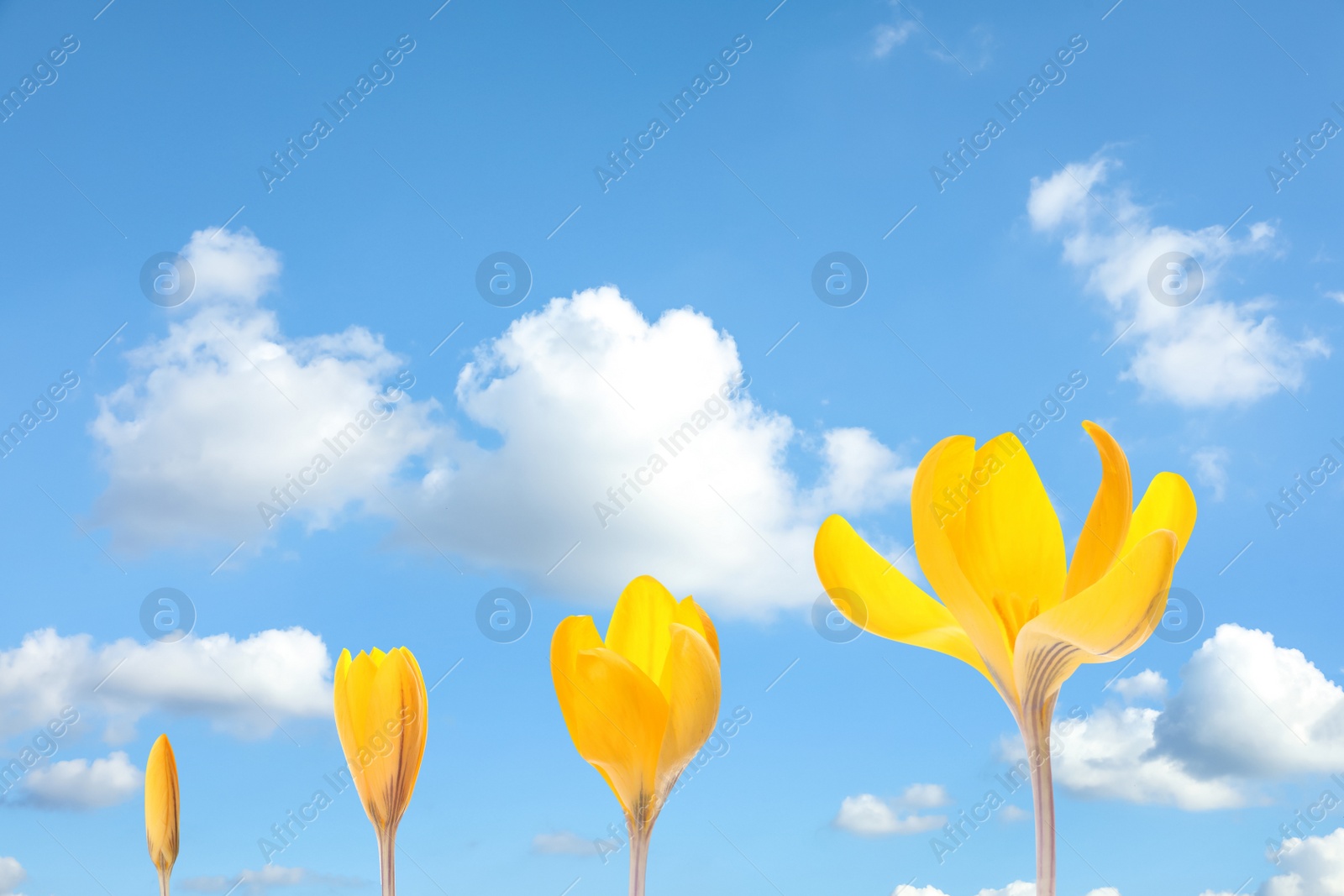 Image of Beautiful spring crocus flowers outdoors on sunny day. Stages of growth