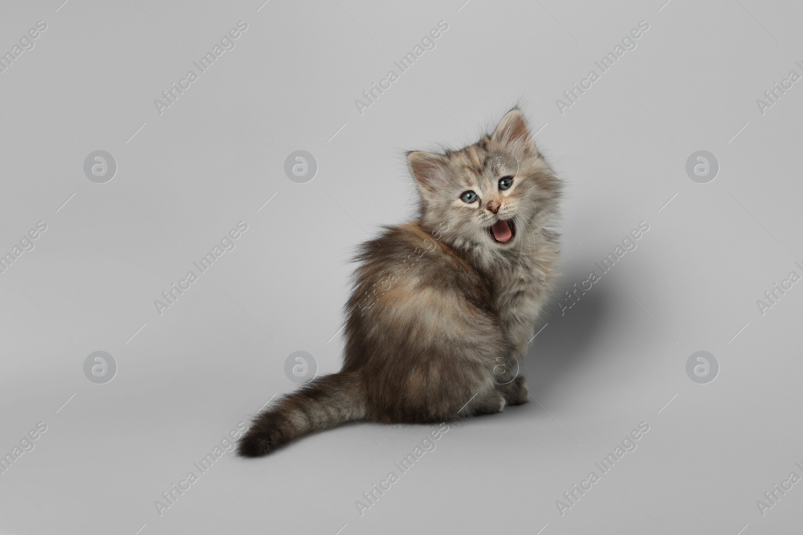 Photo of Beautiful kitten on light grey background. Cute pet