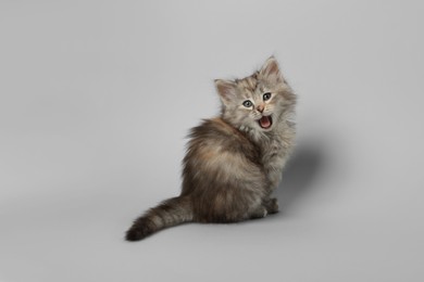 Photo of Beautiful kitten on light grey background. Cute pet