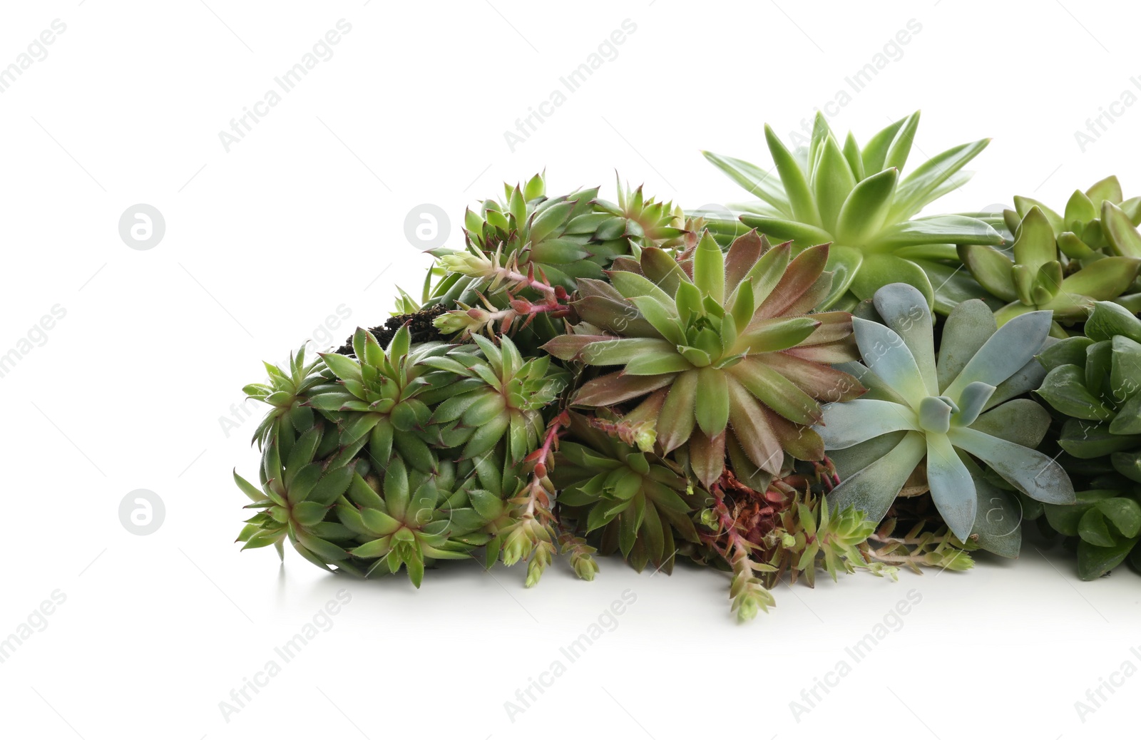 Photo of Many different echeverias isolated on white. Succulent plants