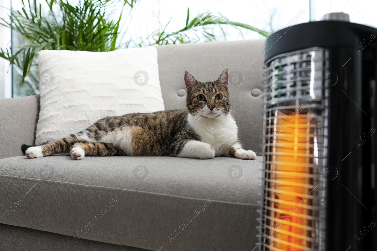 Photo of Cute cat on sofa near modern electric halogen heater indoors