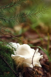 Wild oyster mushrooms and green vegetation in forest