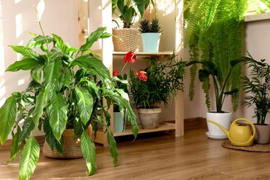 Beautiful houseplants in pots indoors. House decor