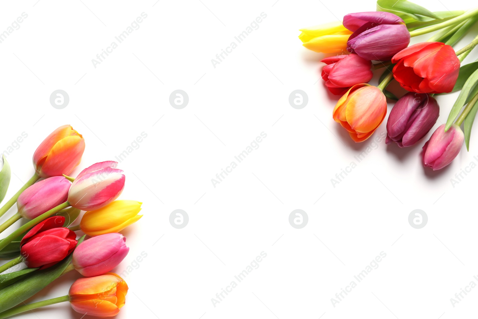 Photo of Beautiful spring tulip flowers on white background, top view. Space for text