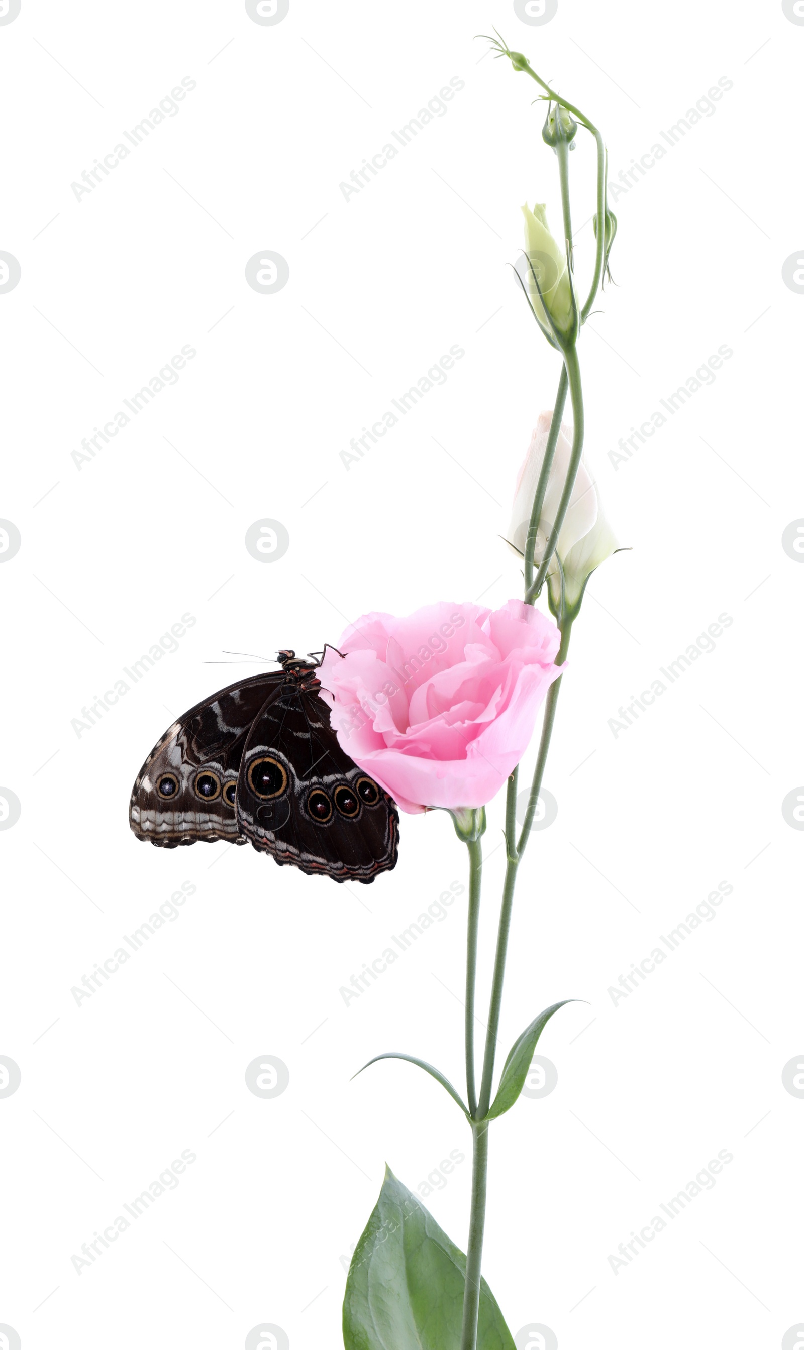 Photo of Beautiful common morpho butterfly sitting on eustoma flower against white background