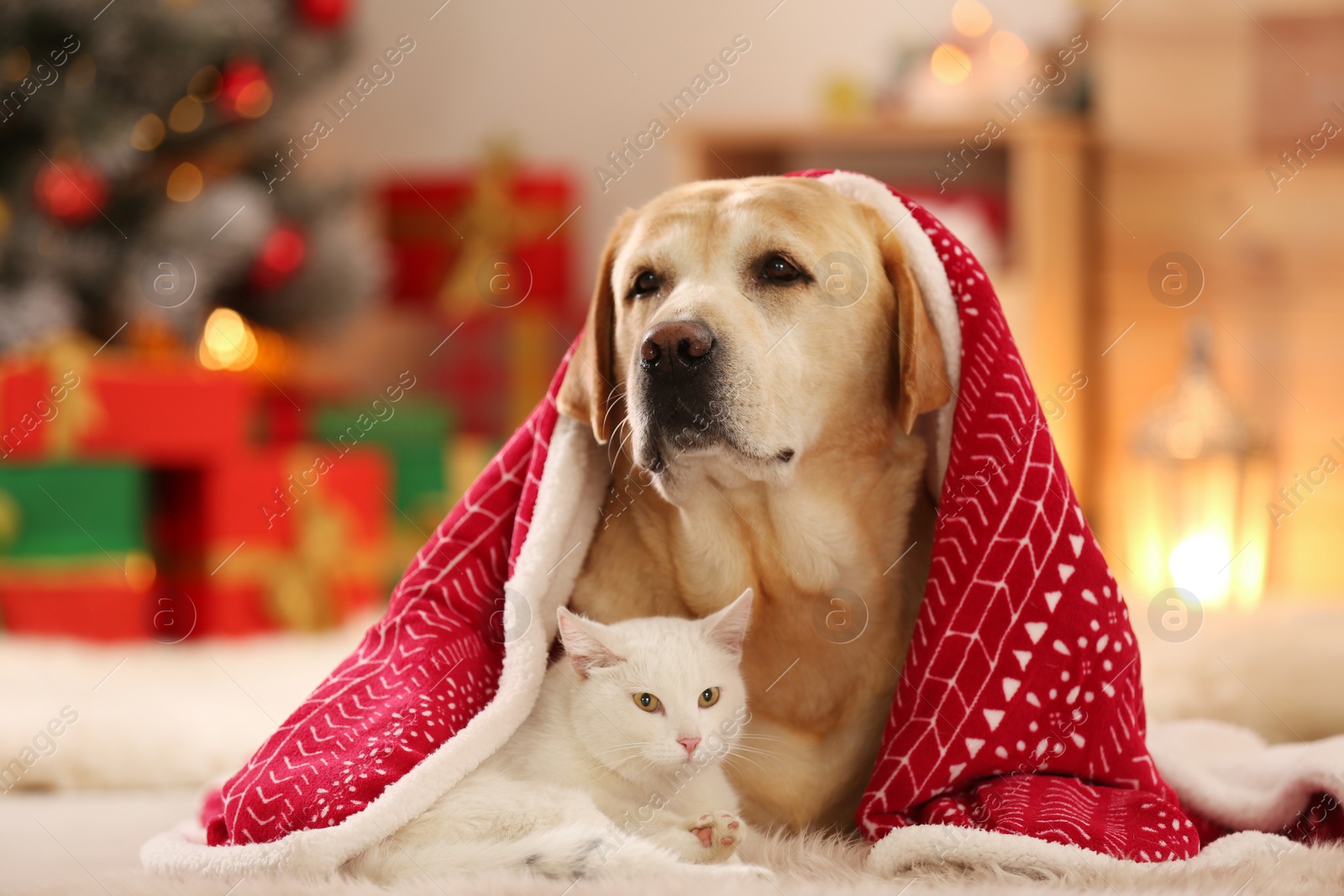 Photo of Adorable dog and cat together under blanket at room decorated for Christmas. Cute pets