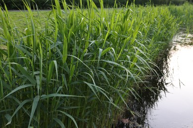 Photo of View of green reeds growing near channel outdoors