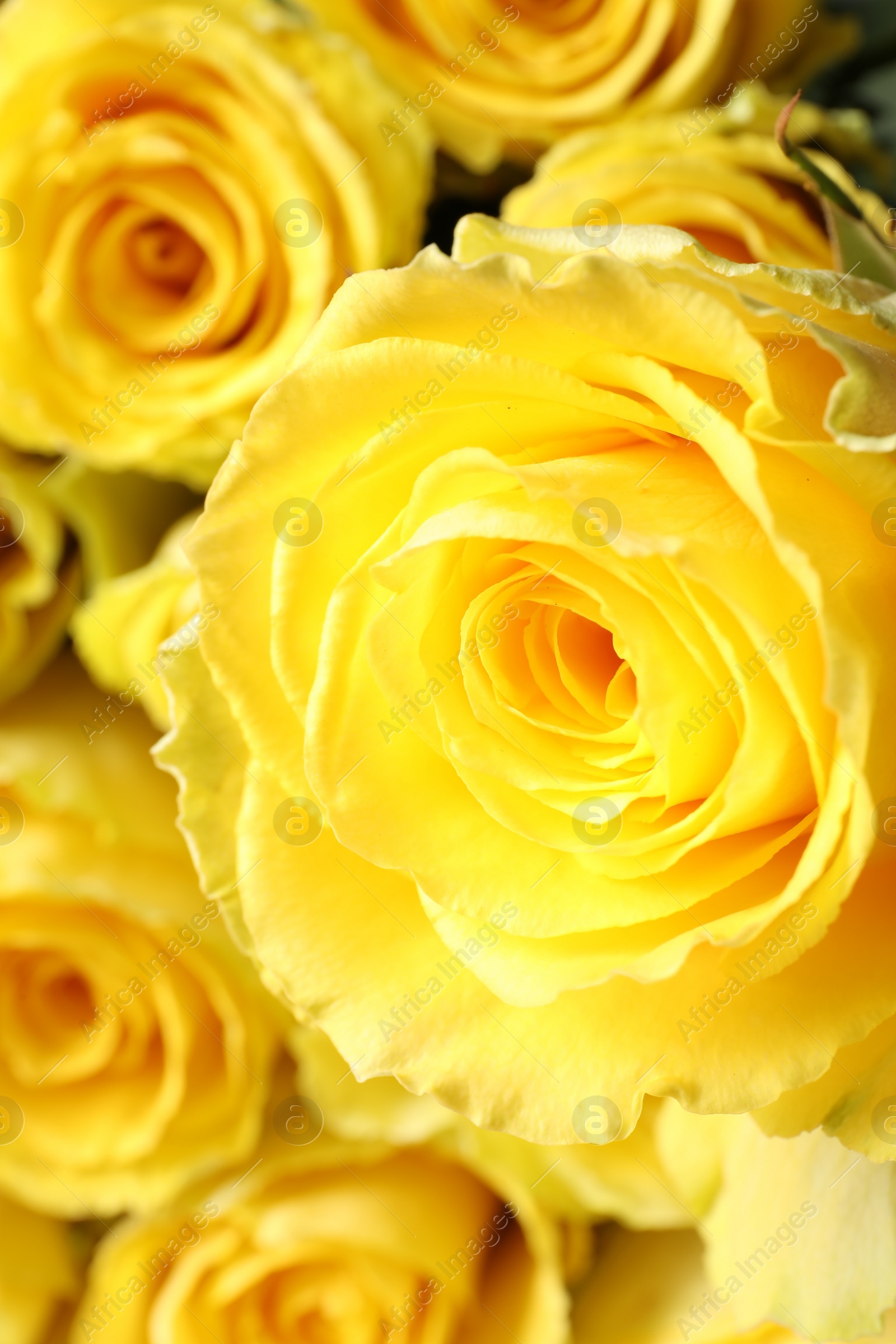 Photo of Beautiful bouquet of yellow roses, closeup view