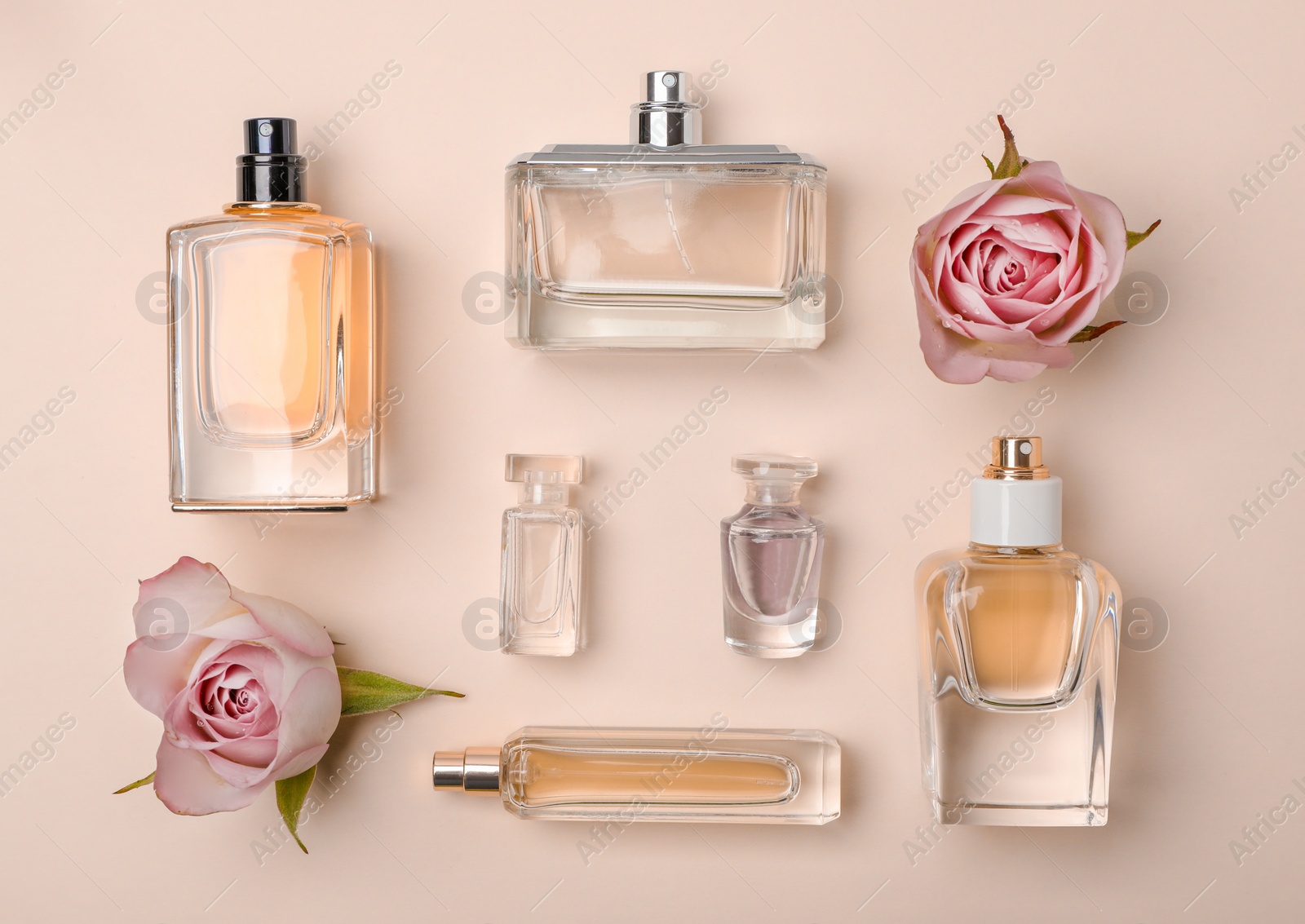 Photo of Composition with transparent bottles of perfume and beautiful flowers on white background