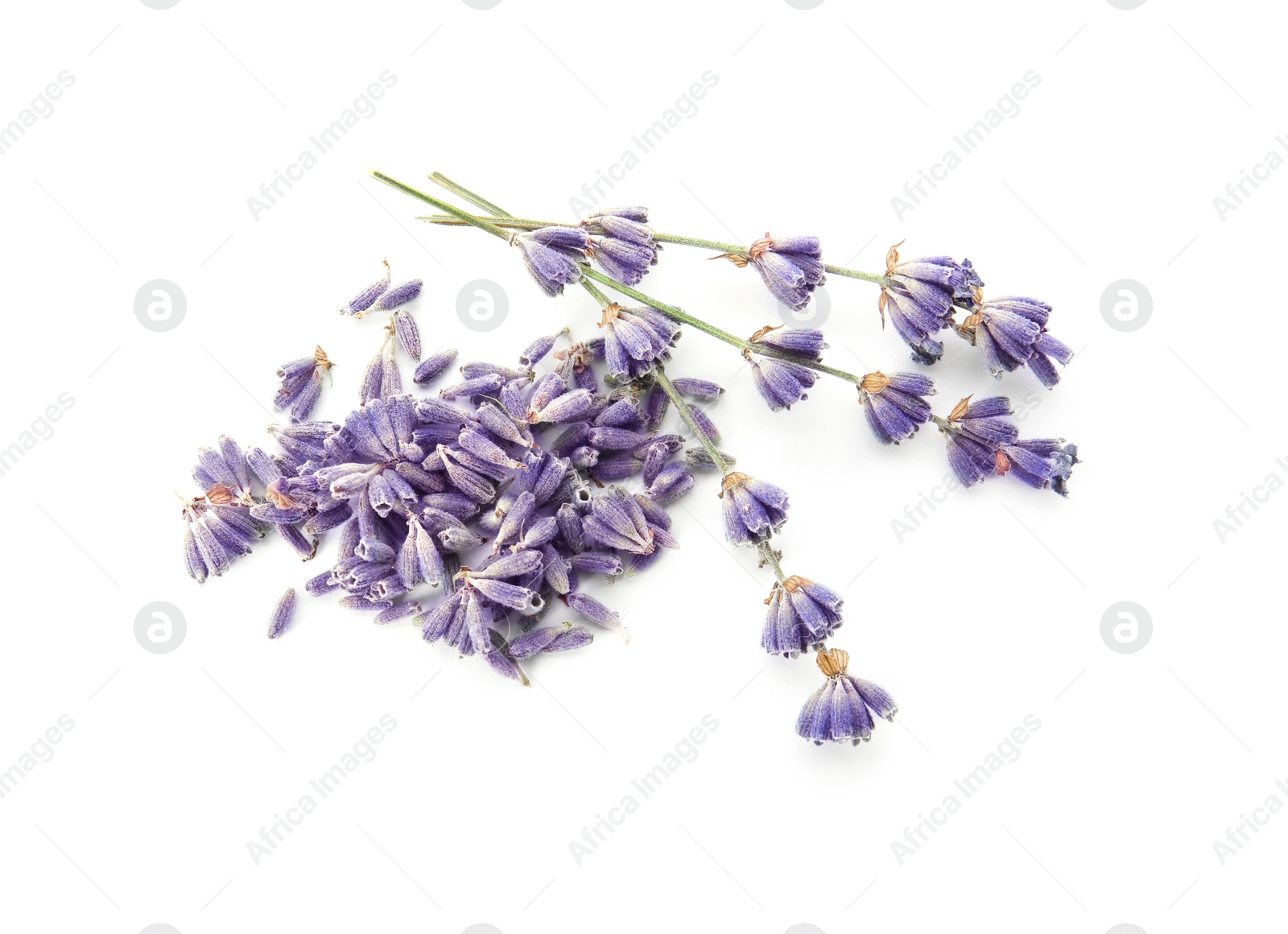 Photo of Beautiful blooming lavender flowers on white background