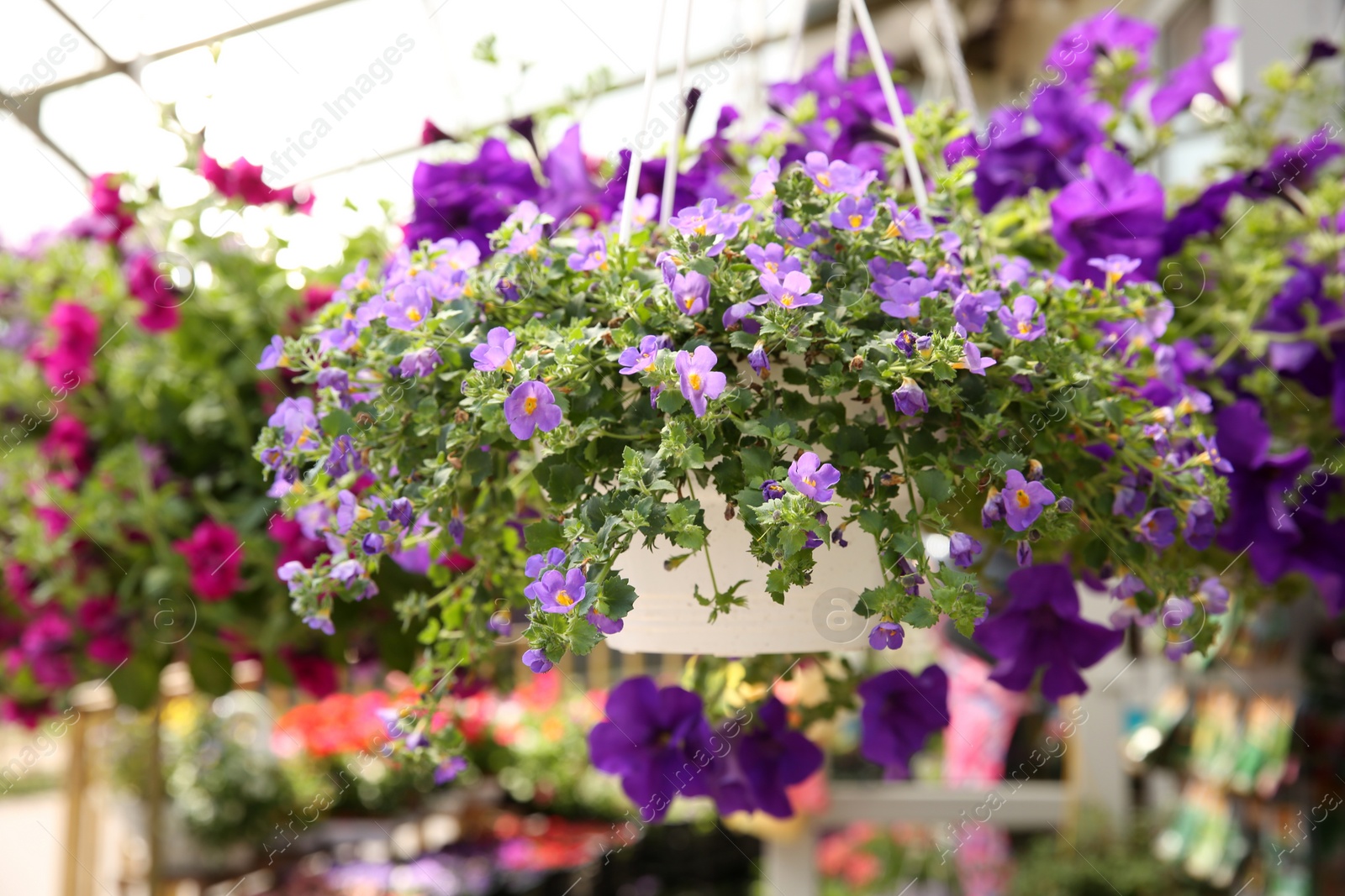 Photo of Beautiful flowers in plant pot hanging outdoors