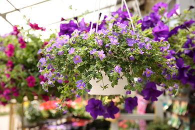 Beautiful flowers in plant pot hanging outdoors