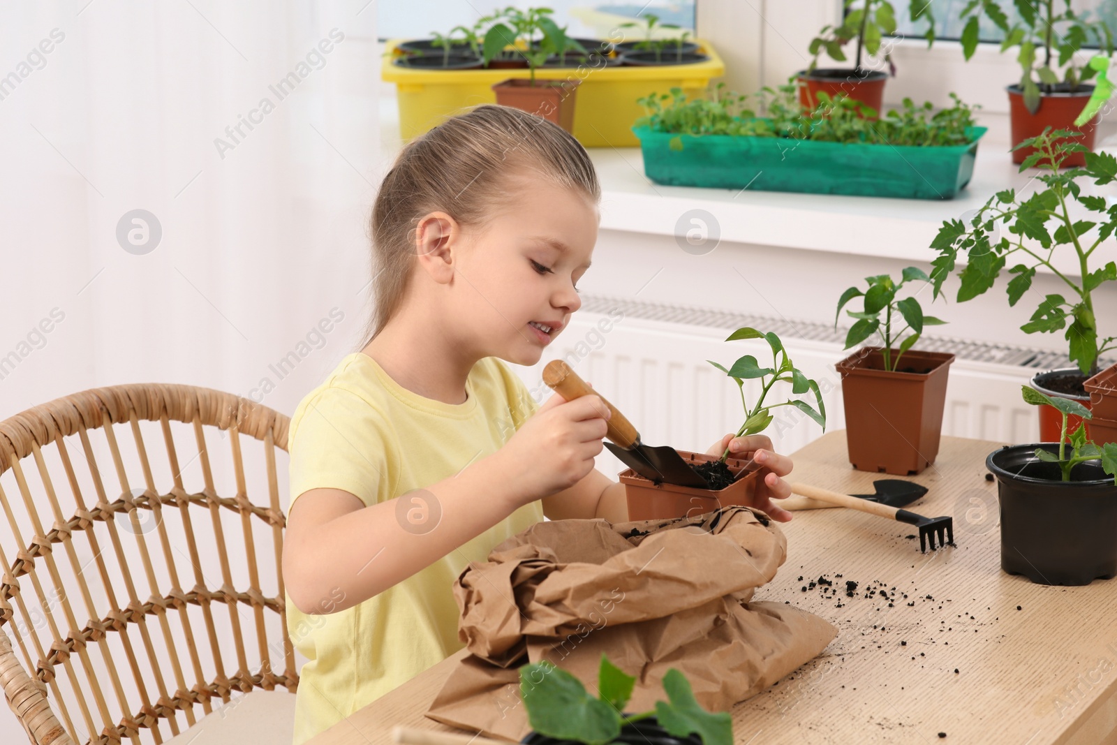 Photo of Cute little girl planting seedling into pot at wooden table in room