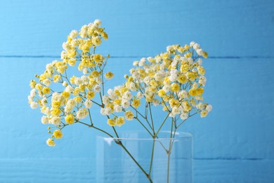 Photo of Beautiful dyed gypsophila flowers in glass vase against light blue background