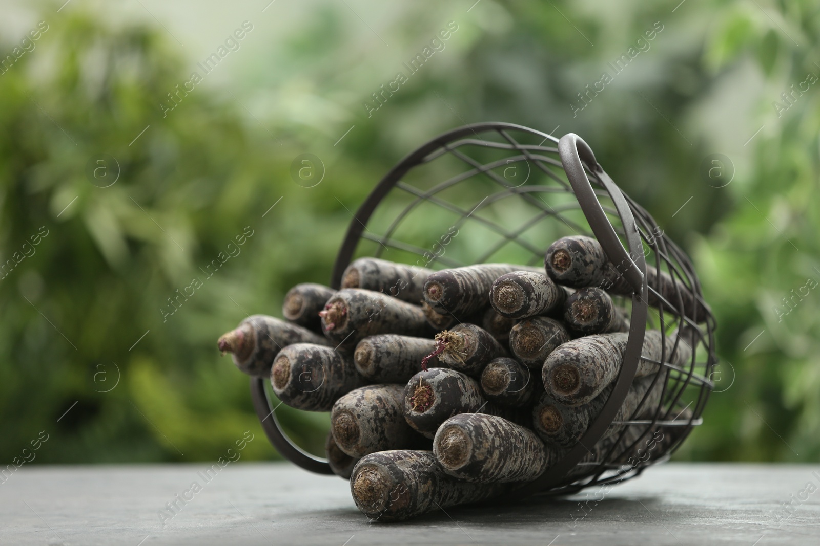 Photo of Raw black carrots in basket on grey table against blurred background