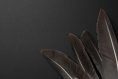 Many beautiful bird feathers on black background, flat lay. Space for text