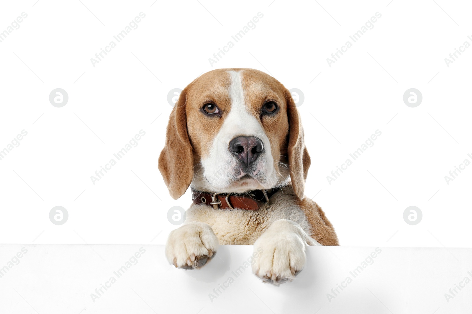 Photo of Cute Beagle dog on white background