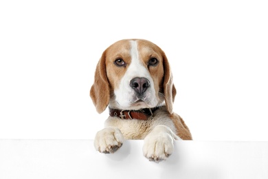 Photo of Cute Beagle dog on white background