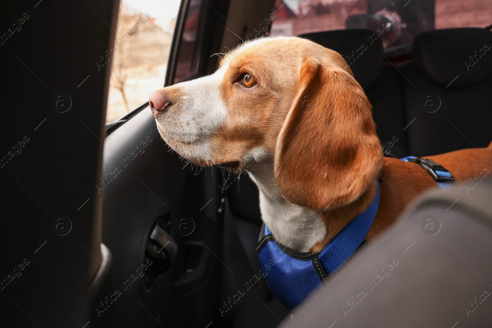 Photo of Cute Beagle dog in car. Adorable pet