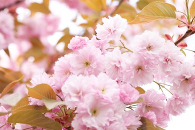 Beautiful pink flowers of blossoming sakura tree, closeup