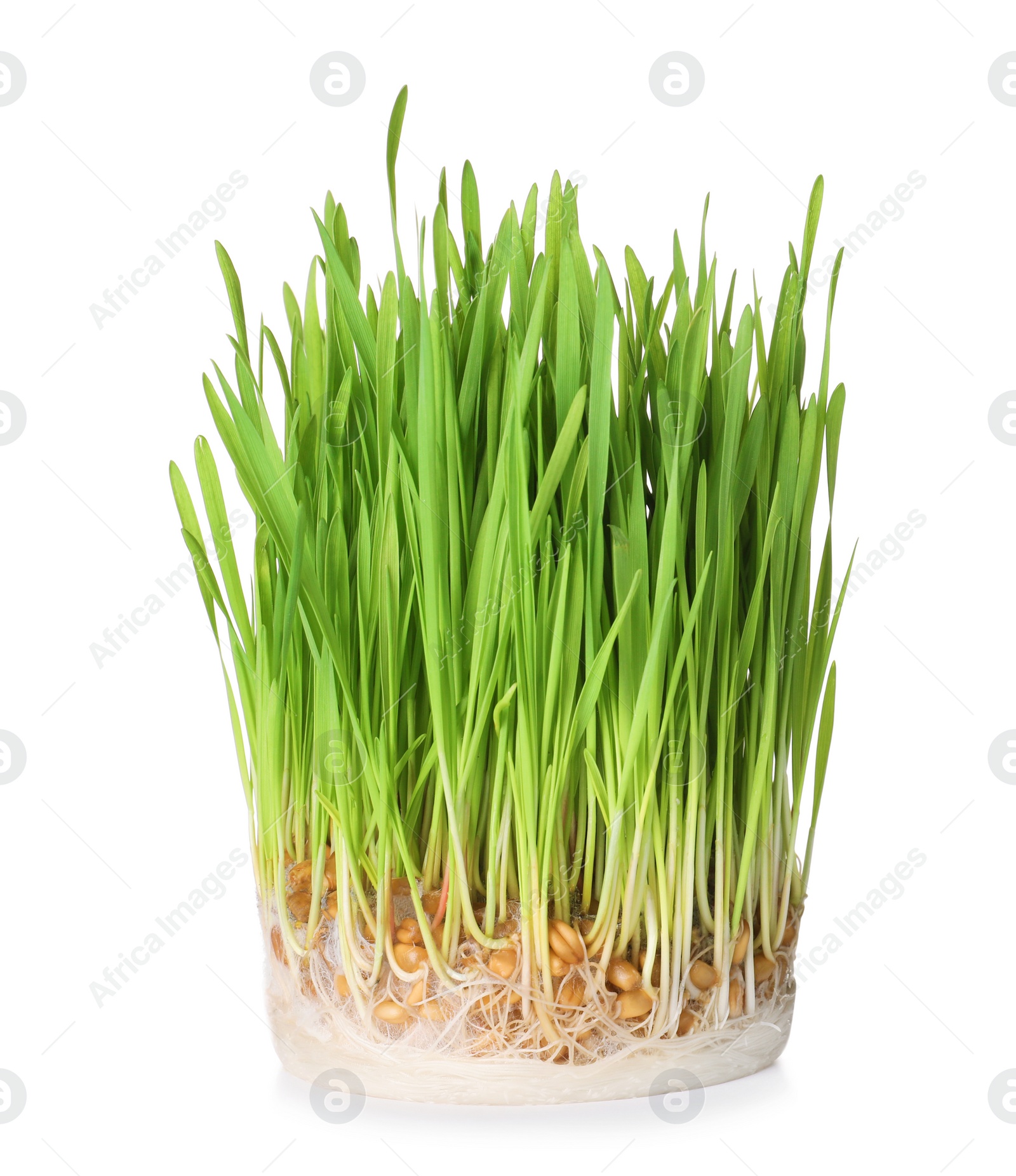 Photo of Fresh sprouted wheat grass isolated on white