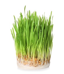 Photo of Fresh sprouted wheat grass isolated on white